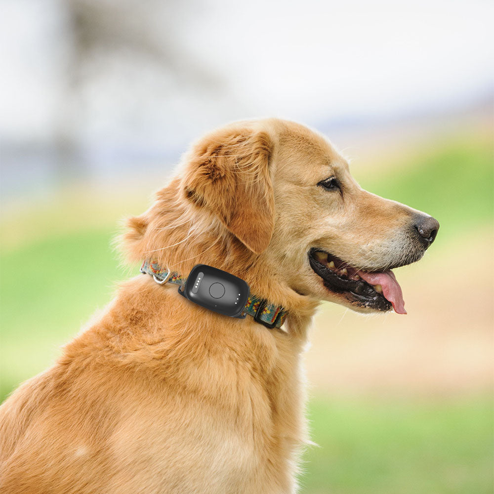 📍GPS Tracker voor Honden met Activiteitsmonitor - Veiligheid en Gezondheid in Één